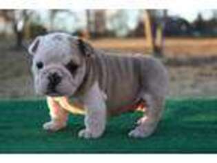 Bulldog Puppy for sale in Rainsville, AL, USA