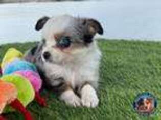 Miniature Australian Shepherd Puppy for sale in Stephenville, TX, USA