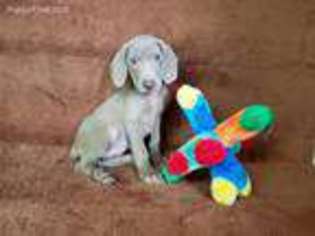 Weimaraner Puppy for sale in North Collins, NY, USA