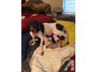 German Shorthaired Pointer Puppy for sale in AUSTIN, TX, USA