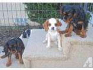 Cavalier King Charles Spaniel Puppy for sale in CHICO, CA, USA