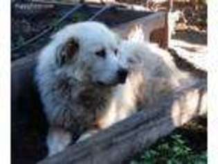 Great Pyrenees Puppy for sale in Nicasio, CA, USA