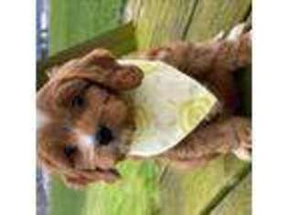 Cavapoo Puppy for sale in Mount Vernon, WA, USA