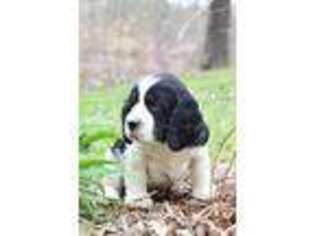 English Springer Spaniel Puppy for sale in Westminster, SC, USA