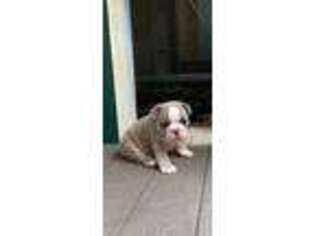 Olde English Bulldogge Puppy for sale in Cullman, AL, USA