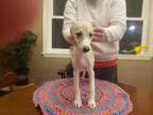 Whippet Puppy for sale in Woodstock, IL, USA