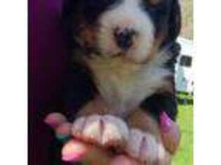 Bernese Mountain Dog Puppy for sale in Independence, VA, USA