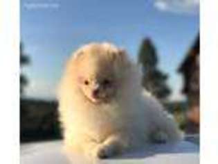 Pomeranian Puppy for sale in Dolores, CO, USA