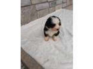 Mutt Puppy for sale in Dornsife, PA, USA