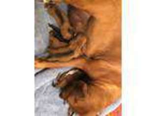 Rhodesian Ridgeback Puppy for sale in New Milford, CT, USA