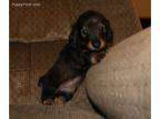 Dachshund Puppy for sale in Whitesboro, OK, USA