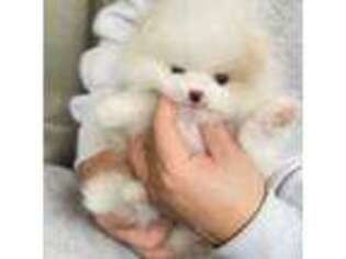Pomeranian Puppy for sale in Wellesley, MA, USA
