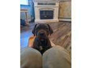 Neapolitan Mastiff Puppy for sale in Washburn, MO, USA