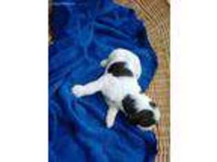 English Springer Spaniel Puppy for sale in Jersey Shore, PA, USA