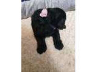 Labradoodle Puppy for sale in Hillsborough, NC, USA