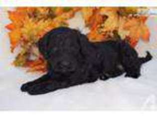 Mutt Puppy for sale in JEANNETTE, PA, USA