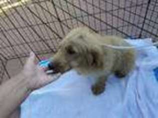 Labradoodle Puppy for sale in Pleasant Hill, IL, USA