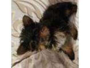 Yorkshire Terrier Puppy for sale in Quakertown, PA, USA