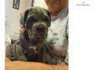 Neapolitan Mastiff Puppy for sale in Indianapolis, IN, USA