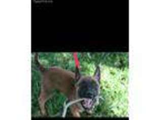 Belgian Malinois Puppy for sale in Marion, MI, USA
