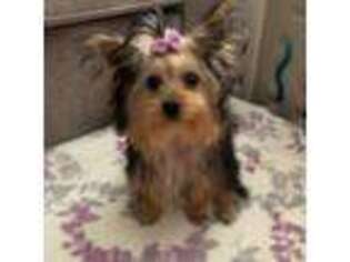 Yorkshire Terrier Puppy for sale in Statesville, NC, USA