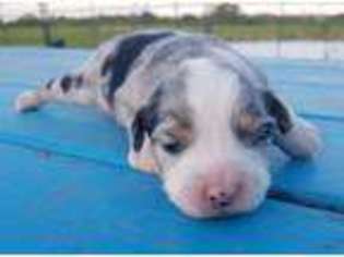 Miniature Australian Shepherd Puppy for sale in Grand Saline, TX, USA