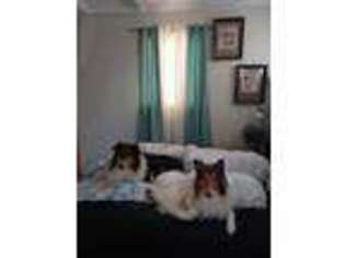 Collie Puppy for sale in Eudora, KS, USA