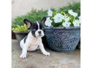 French Bulldog Puppy for sale in Christiana, PA, USA