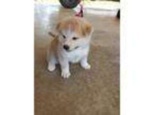Akita Puppy for sale in Fayetteville, AR, USA