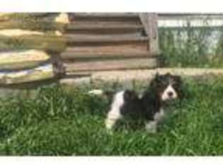 Cavalier King Charles Spaniel Puppy for sale in Falmouth, MI, USA