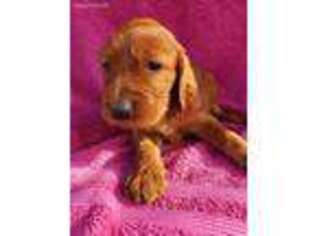 Irish Setter Puppy for sale in Wasilla, AK, USA