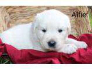 Mutt Puppy for sale in Jamesville, NC, USA