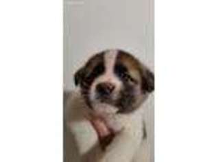 Akita Puppy for sale in Weyerhaeuser, WI, USA