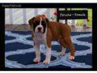 Boxer Puppy for sale in Plato, MO, USA