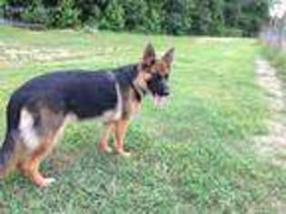 German Shepherd Dog Puppy for sale in Rowesville, SC, USA