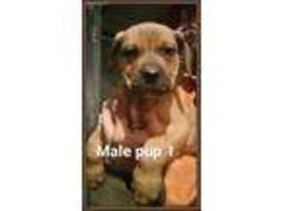 American Bulldog Puppy for sale in Camden, TN, USA