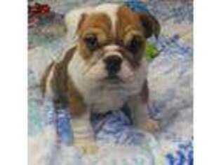 Bulldog Puppy for sale in Cincinnati, OH, USA