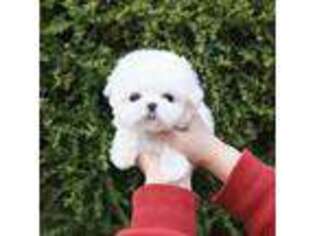 Maltese Puppy for sale in Edmond, OK, USA