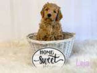 Goldendoodle Puppy for sale in Kilgore, TX, USA