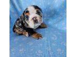 Bulldog Puppy for sale in Stanley, VA, USA