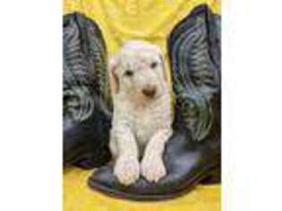 Goldendoodle Puppy for sale in Doniphan, MO, USA
