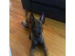 Belgian Malinois Puppy for sale in Chicago, IL, USA