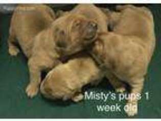Golden Retriever Puppy for sale in North Judson, IN, USA