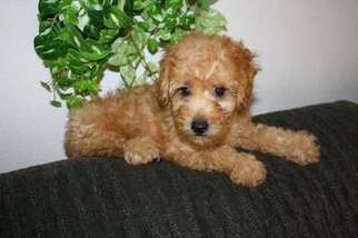 Mutt Puppy for sale in New Bloomfield, MO, USA