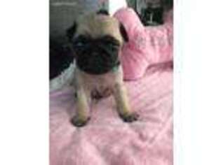 Pug Puppy for sale in Charles Town, WV, USA