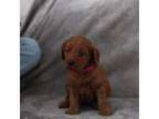 Goldendoodle Puppy for sale in Cokato, MN, USA