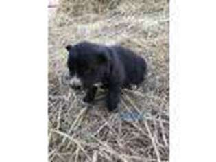 Mutt Puppy for sale in Wolf Point, MT, USA