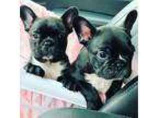 French Bulldog Puppy for sale in Mulberry, KS, USA