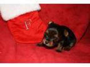 Medium Photo #1 Yorkshire Terrier Puppy For Sale in Plant City, FL, USA
