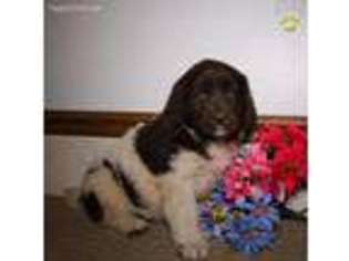 Newfoundland Puppy for sale in Shipshewana, IN, USA
